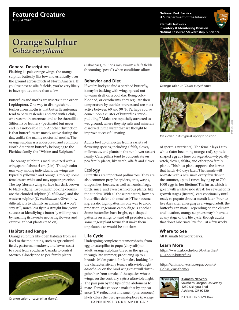 Orange Sulphur Colias Eurytheme