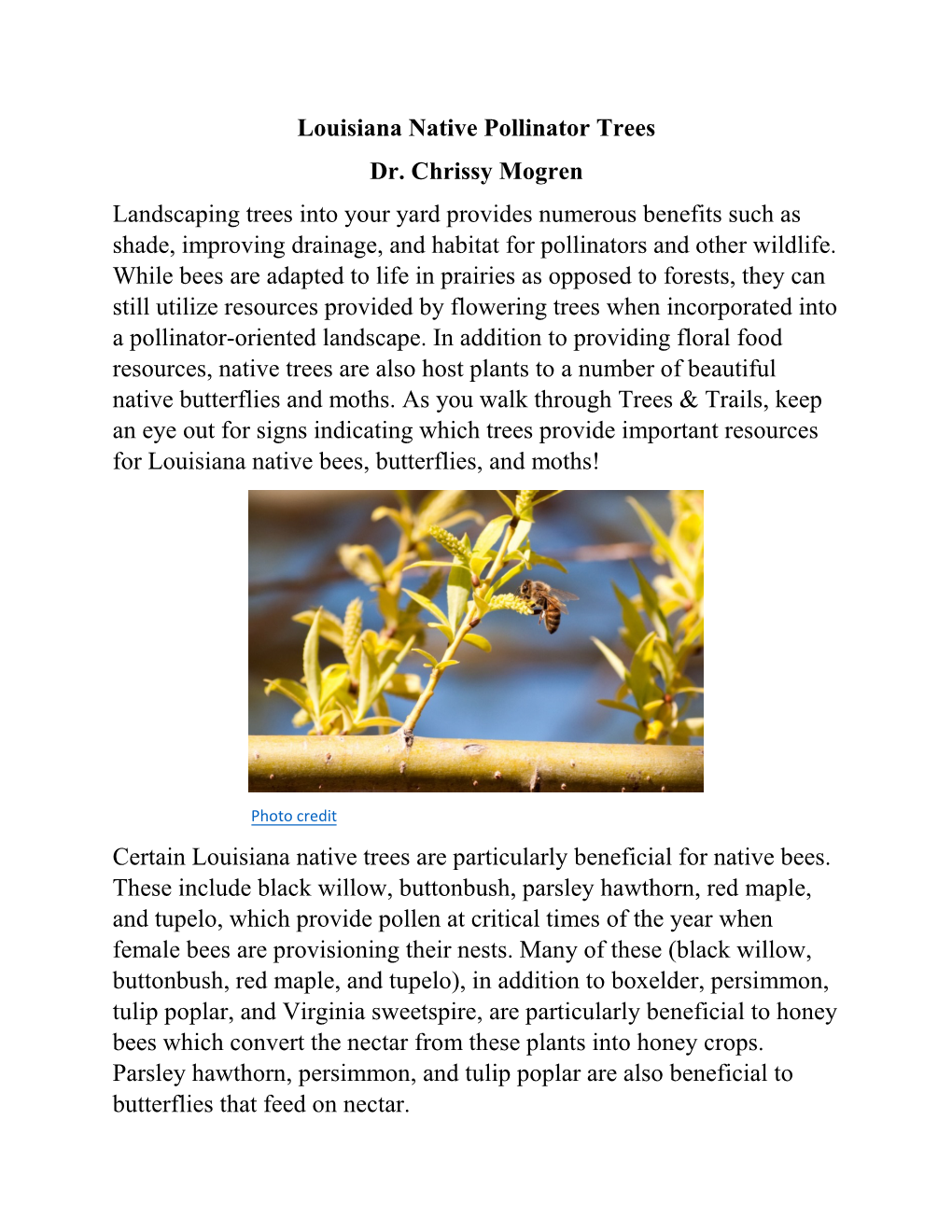 Louisiana Native Pollinator Trees Dr. Chrissy Mogren Landscaping