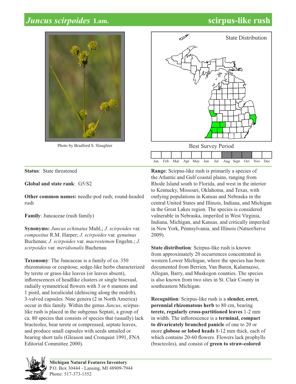 Juncus Scirpoides Lam. Scirpus-Like Rush