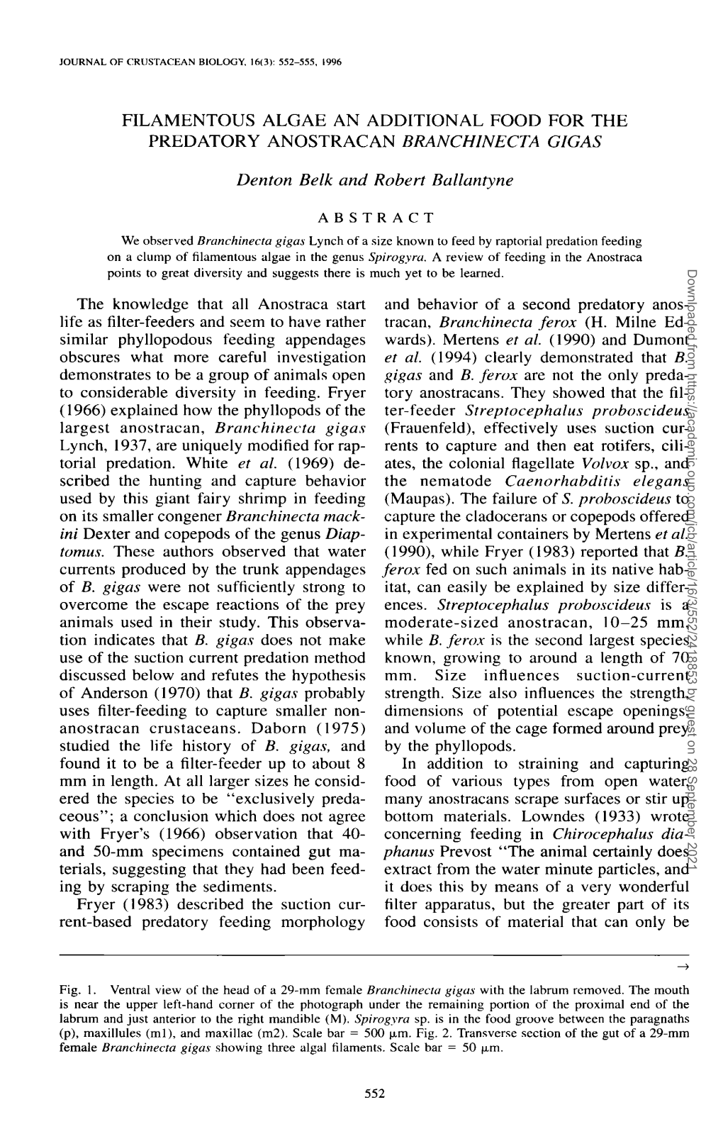 Filamentous Algae an Additional Food for the Predatory Anostracan Branchinecta Gigas