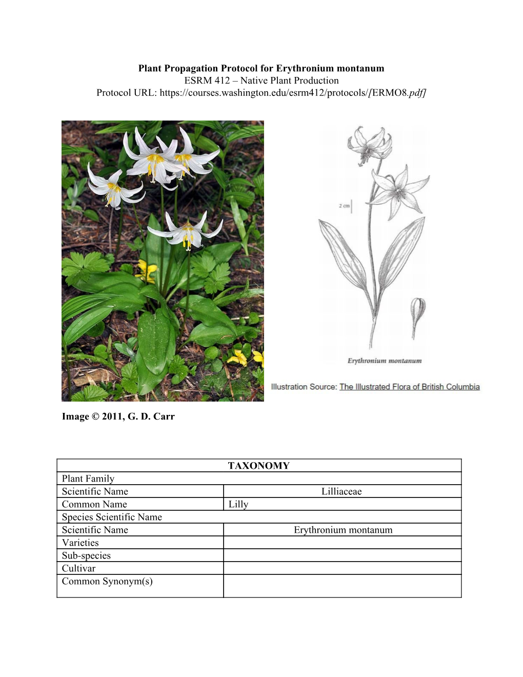 Plant Propagation Protocol for Erythronium Montanum ESRM 412 – Native Plant Production Protocol URL