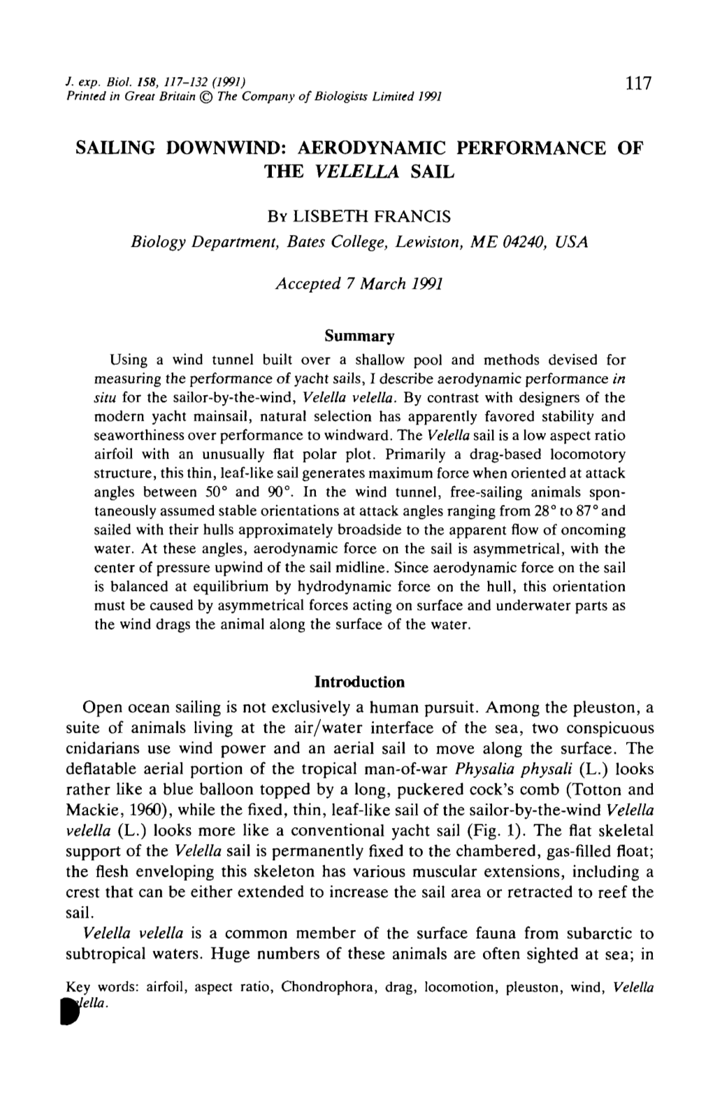 Sailing Downwind: Aerodynamic Performance of the Velella Sail