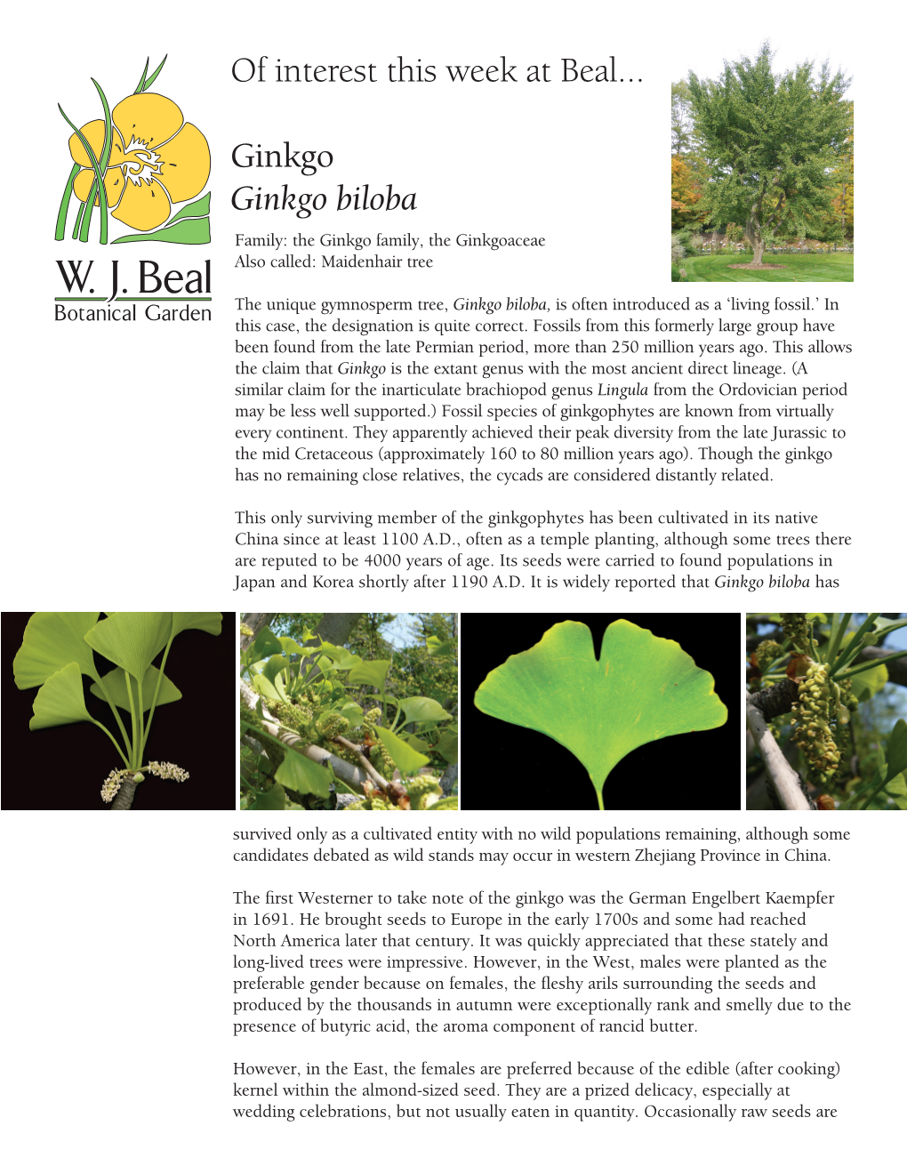 Ginkgo Biloba POTW