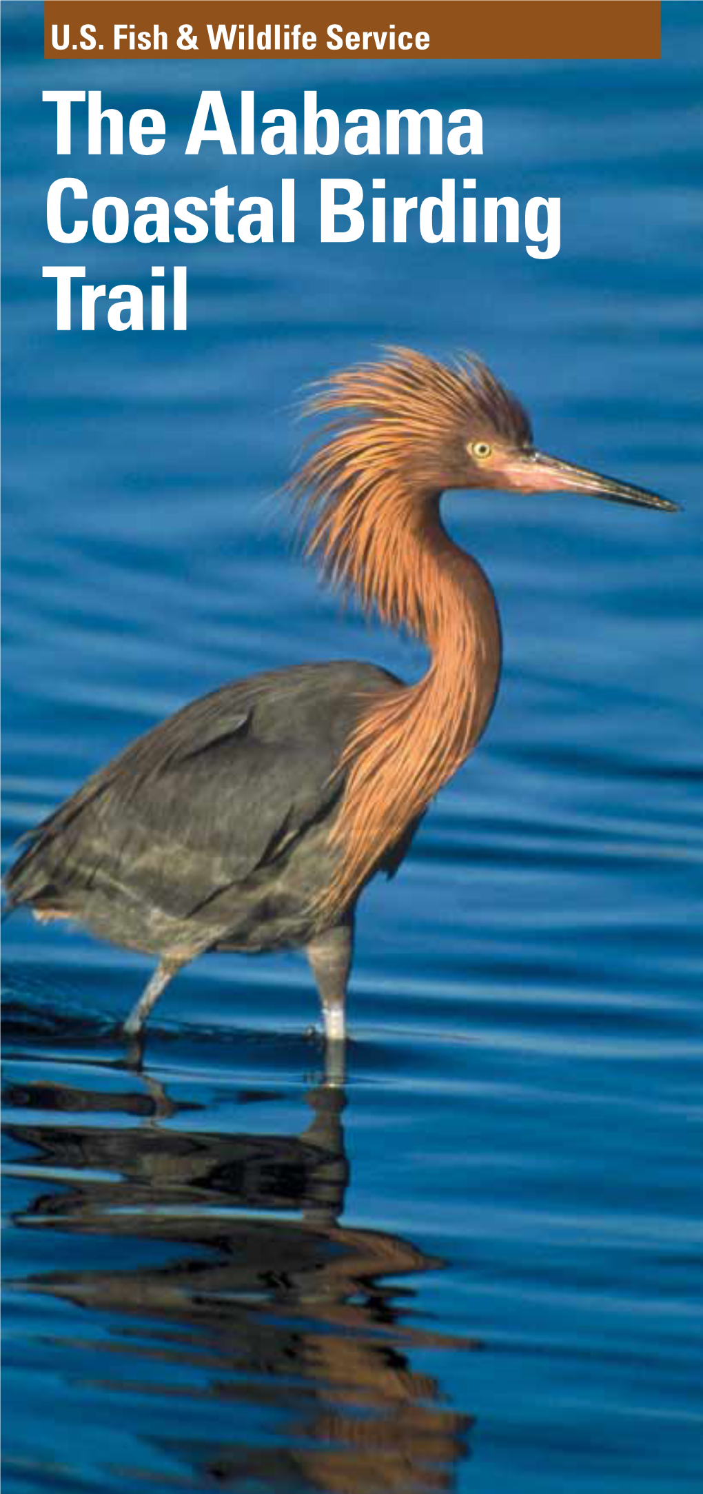 The Alabama Coastal Birding Trail