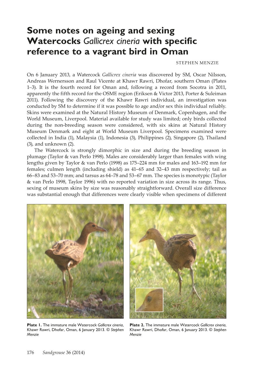 Some Notes on Ageing and Sexing Watercocks Gallicrex Cineria with Specific Reference to a Vagrant Bird in Oman STEPHEN MENZIE
