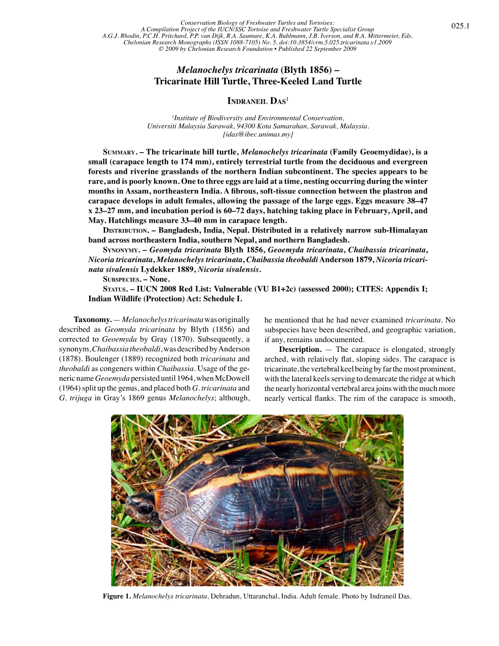 Melanochelys Tricarinata (Blyth 1856) – Tricarinate Hill Turtle, Three-Keeled Land Turtle