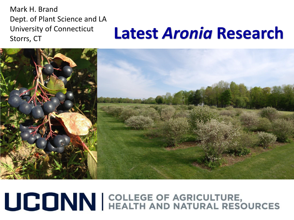 Aronia Melanocarpa (Diploid) – Black Chokeberry Aronia Melanocarpa (Tetraploid) – Black Chokeberry