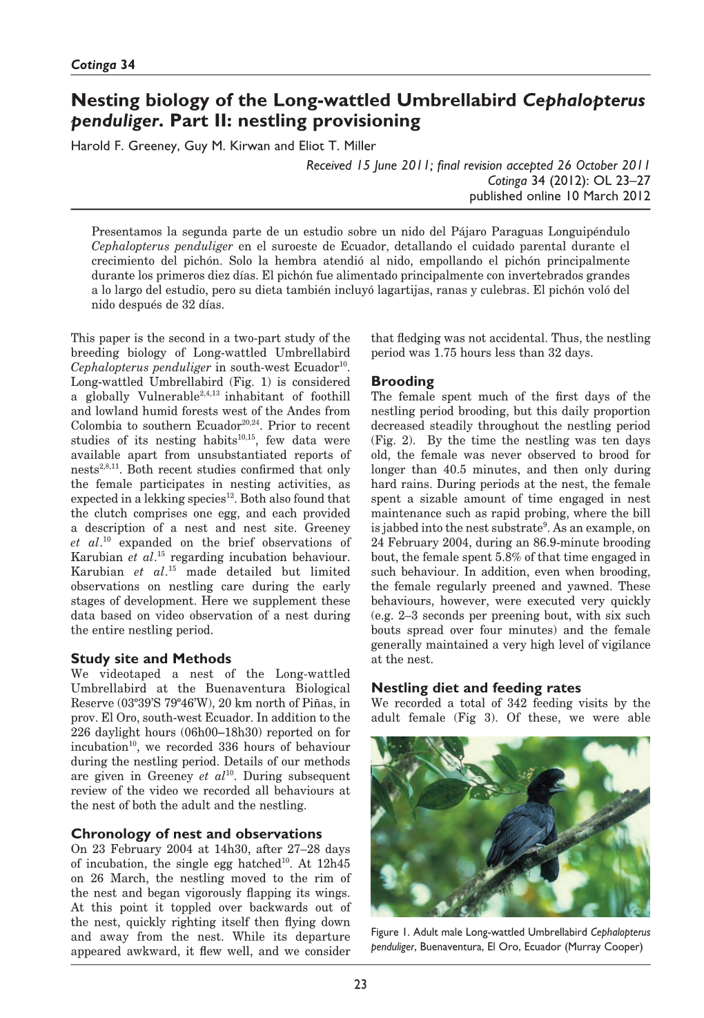 Nesting Biology of the Long-Wattled Umbrellabird Cephalopterus Penduliger