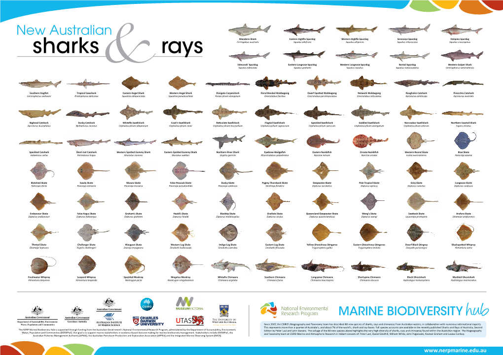 Sharks Rays Cirrhigaleus Australis Squalus Albifrons Squalus Altipinnis Squalus Chloroculus Squalus Crassispinus