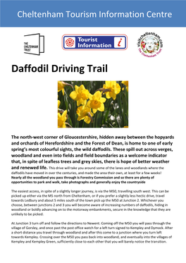 Daffodil Driving Trail