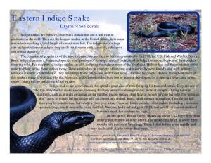 Indigo Snake Fact Sheet