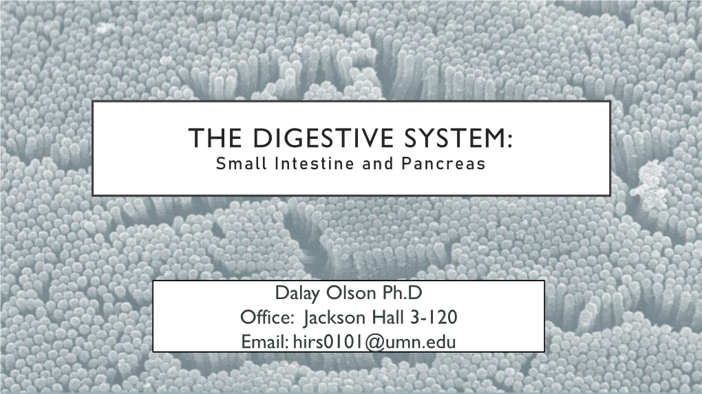 THE DIGESTIVE SYSTEM: Small Intestine and Pancreas