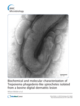 Biochemical and Molecular Characterization of Treponema Phagedenis-Like Spirochetes Isolated from a Bovine Digital Dermatitis Lesion Wilson-Welder Et Al