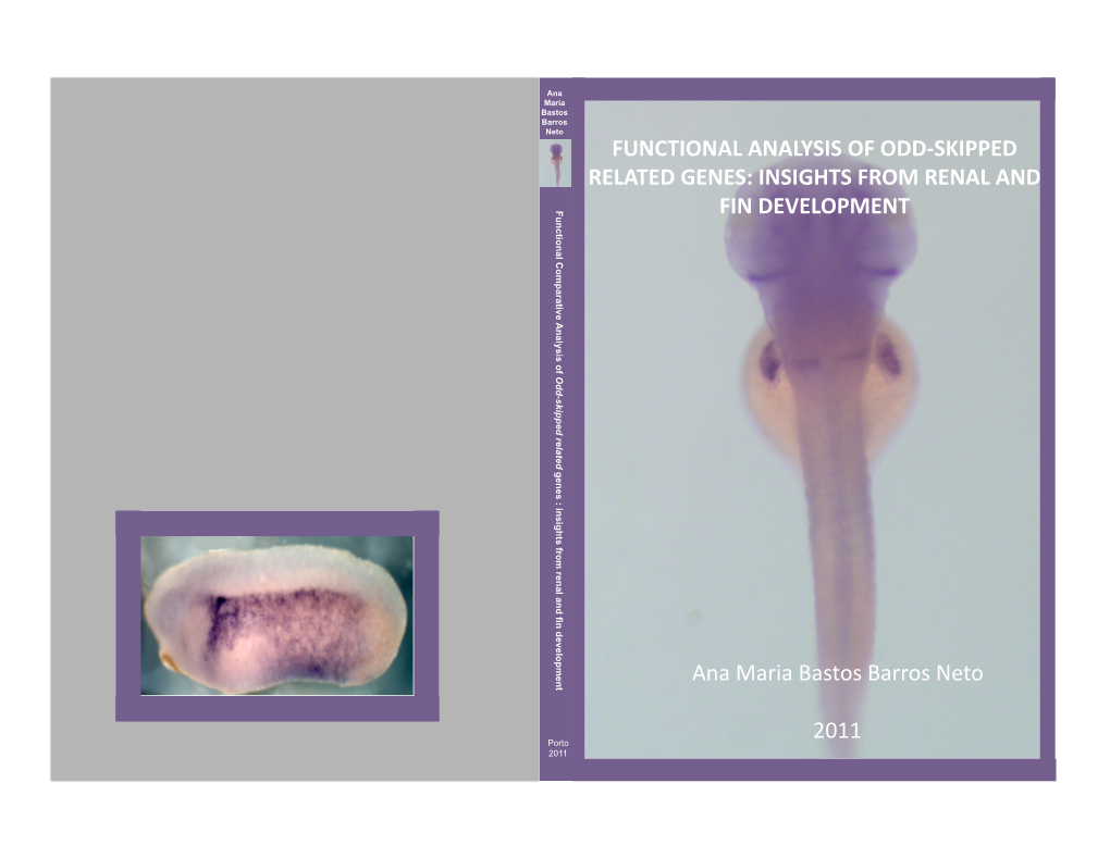 FUNCTIONAL ANALYSIS of ODD‐SKIPPED RELATED GENES: INSIGHTS from RENAL and FIN DEVELOPMENT Ana Maria Bastos