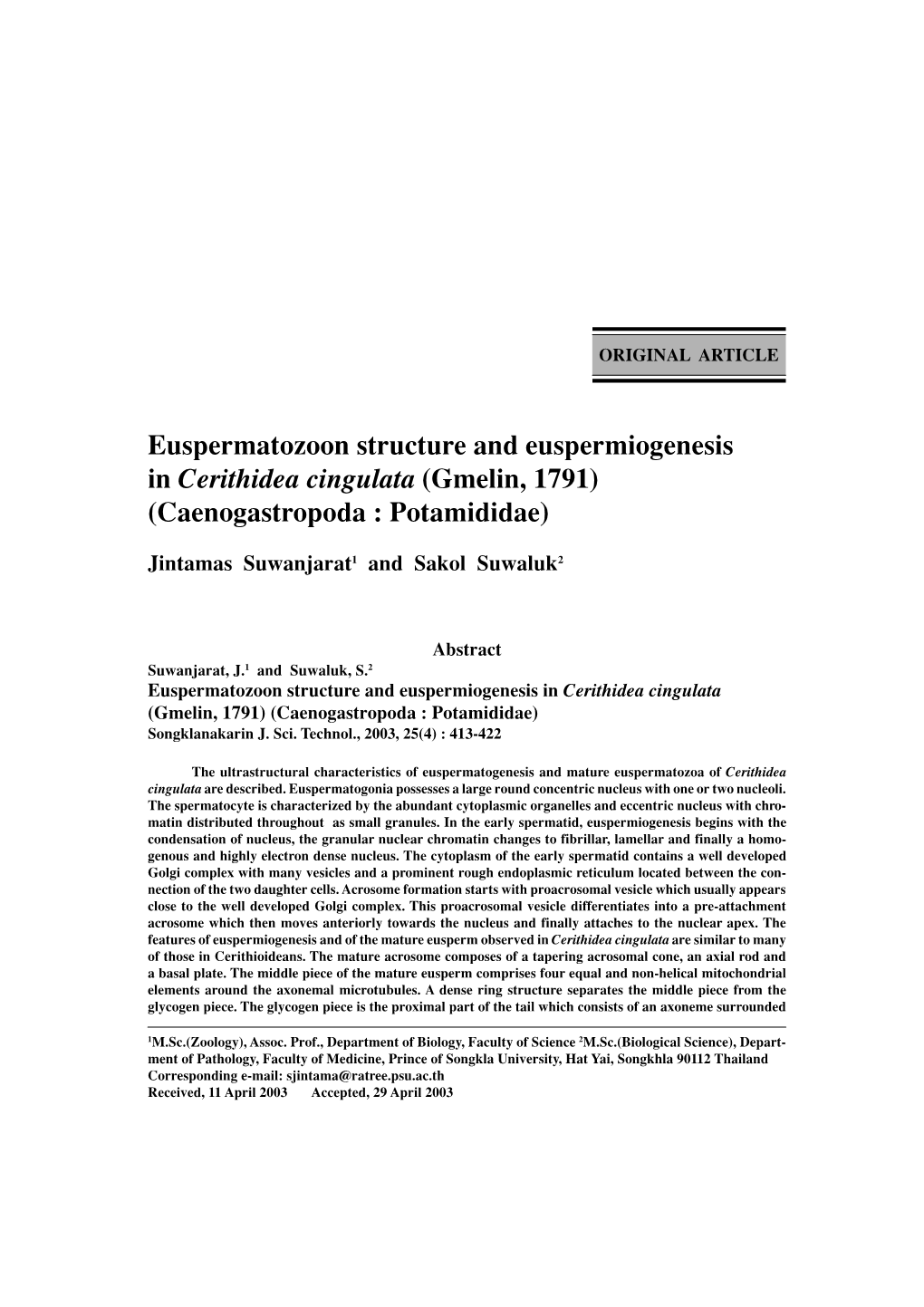 Cerithidea Cingulata (Gmelin, 1791) (Caenogastropoda : Potamididae)