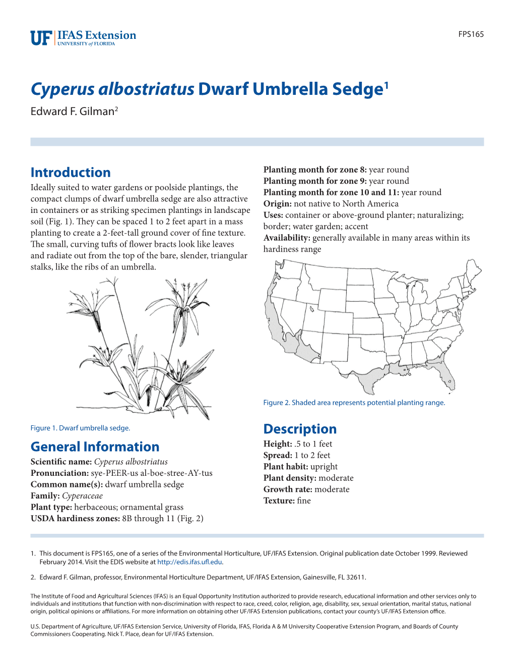 Cyperus Albostriatus Dwarf Umbrella Sedge1 Edward F