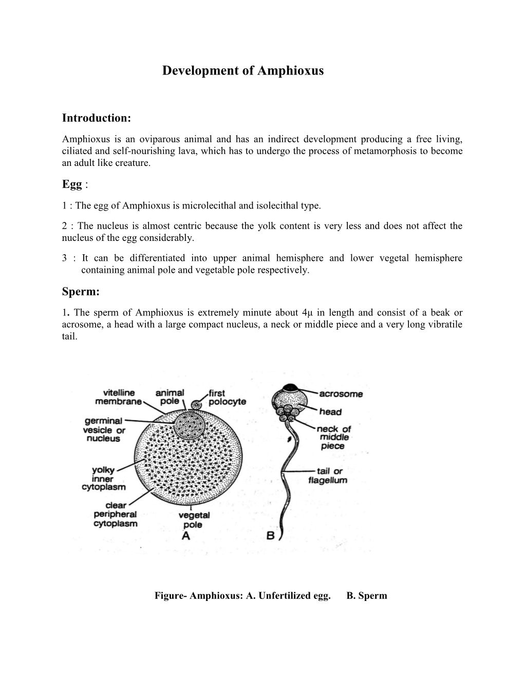 Development of Amphioxus