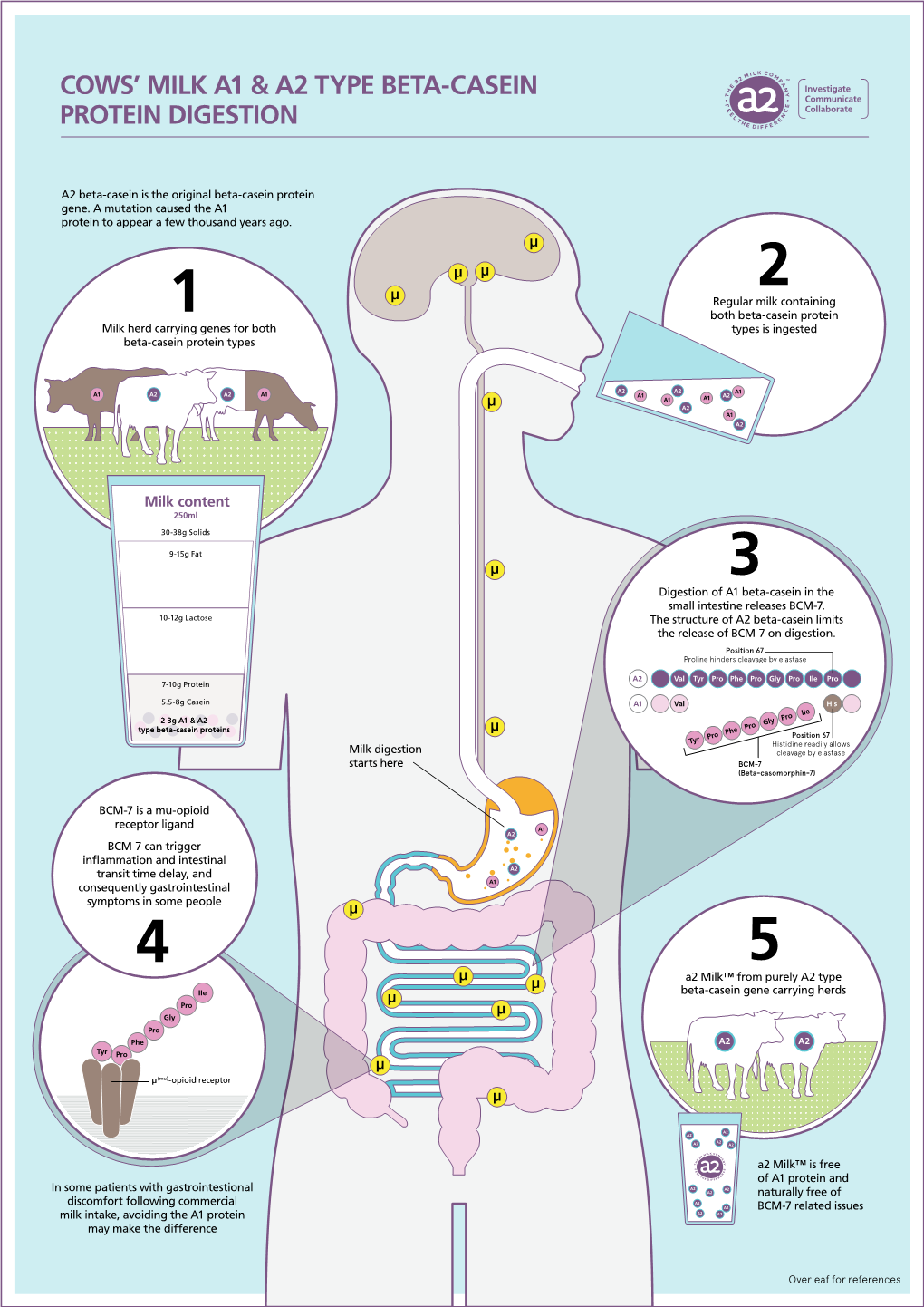 Cows' Milk A1 & A2 Type Beta-Casein Protein Digestion