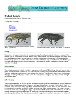 Rhubarb Curculio Lixus Concavus Say; Family: Curculionidae