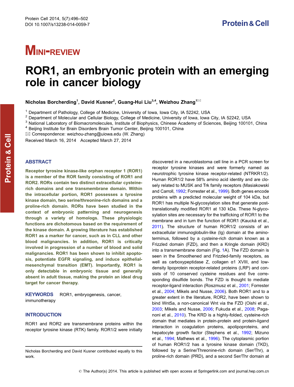 ROR1, an Embryonic Protein with an Emerging Role in Cancer Biology