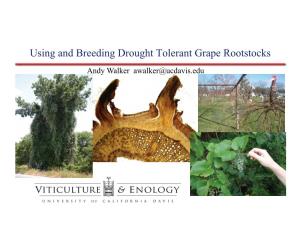 Using and Breeding Drought Tolerant Grape Rootstocks