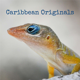 Caribbean Originals Only on St