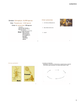 Division: Ochrophyta- 16,999 Species Order Laminariales: Class: Phaeophyceae – 2,060 Species 1