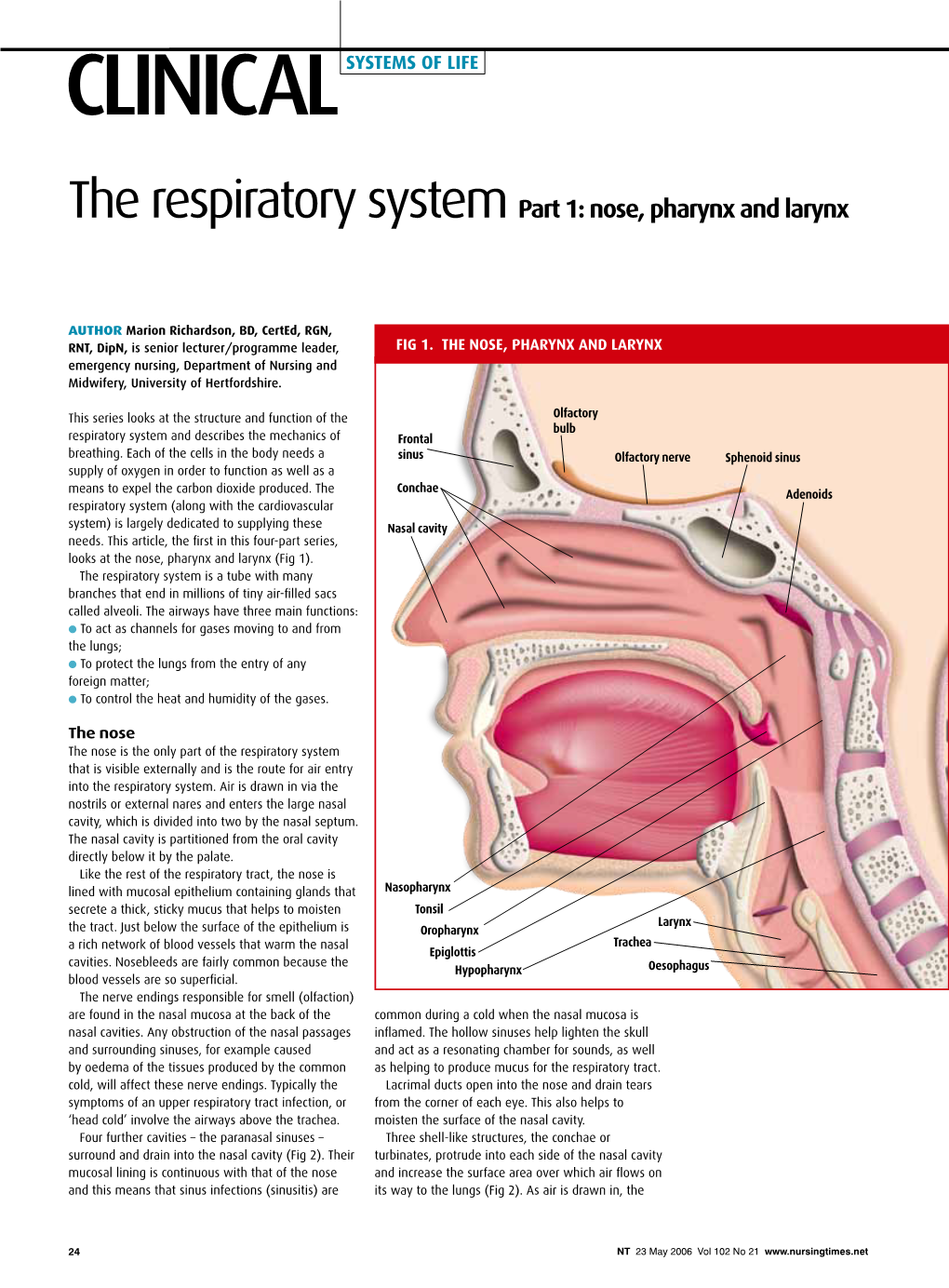 The Respiratory System Part 1 Nose, Pharynx and Larynx DocsLib