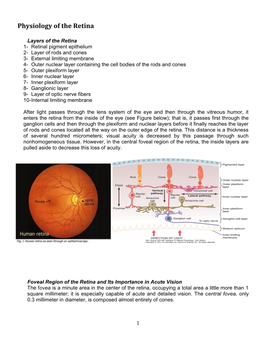 Physiology of the Retina