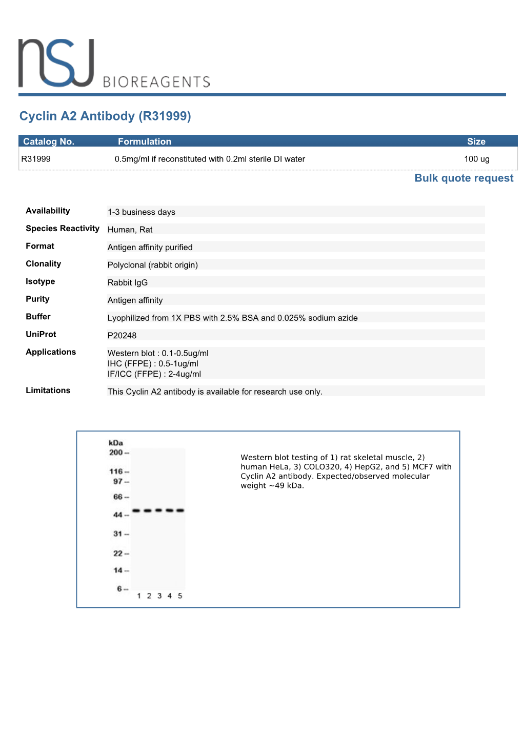 Cyclin A2 Antibody (R31999)