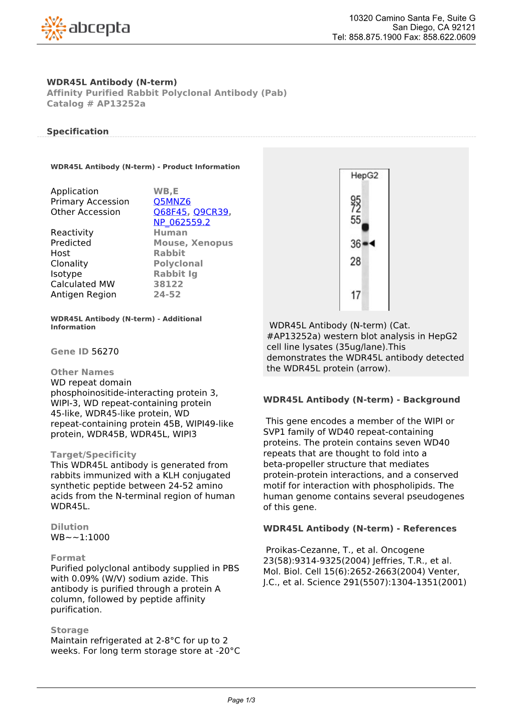 WDR45L Antibody (N-Term) Affinity Purified Rabbit Polyclonal Antibody (Pab) Catalog # Ap13252a