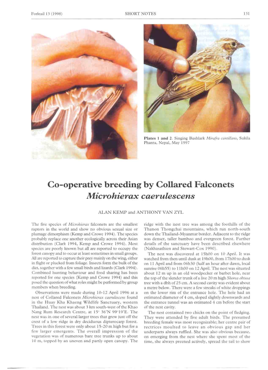 Co-Operative Breeding by Collared Falconets, Microhierax Caerulescens