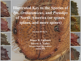 Illustrated Key to the Species of Ips, Orthotomicus, and Pseudips of North America (Or Spines, Spines, and More Spines)