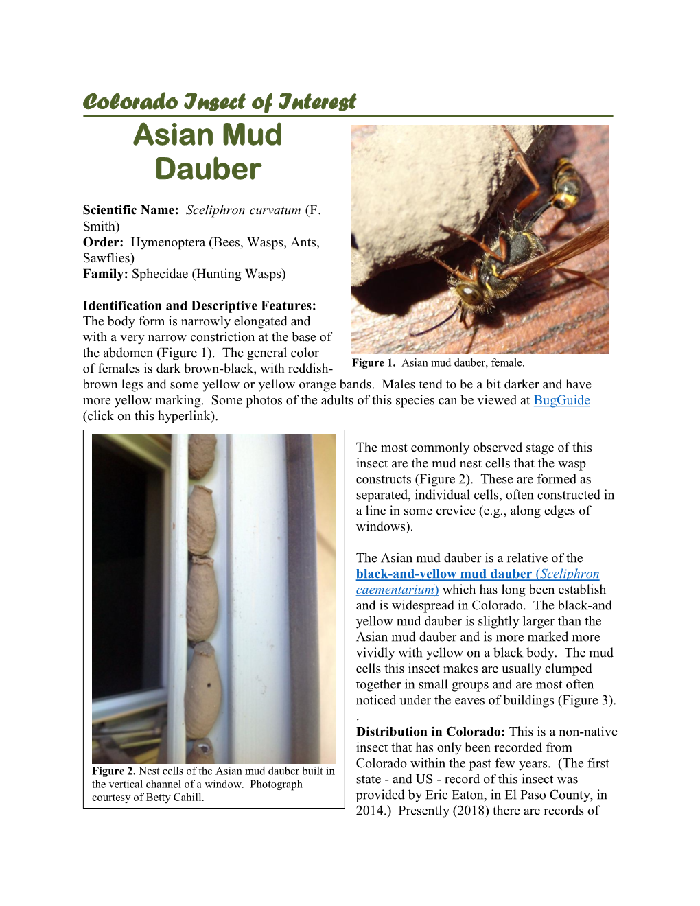 Asian Mud Dauber