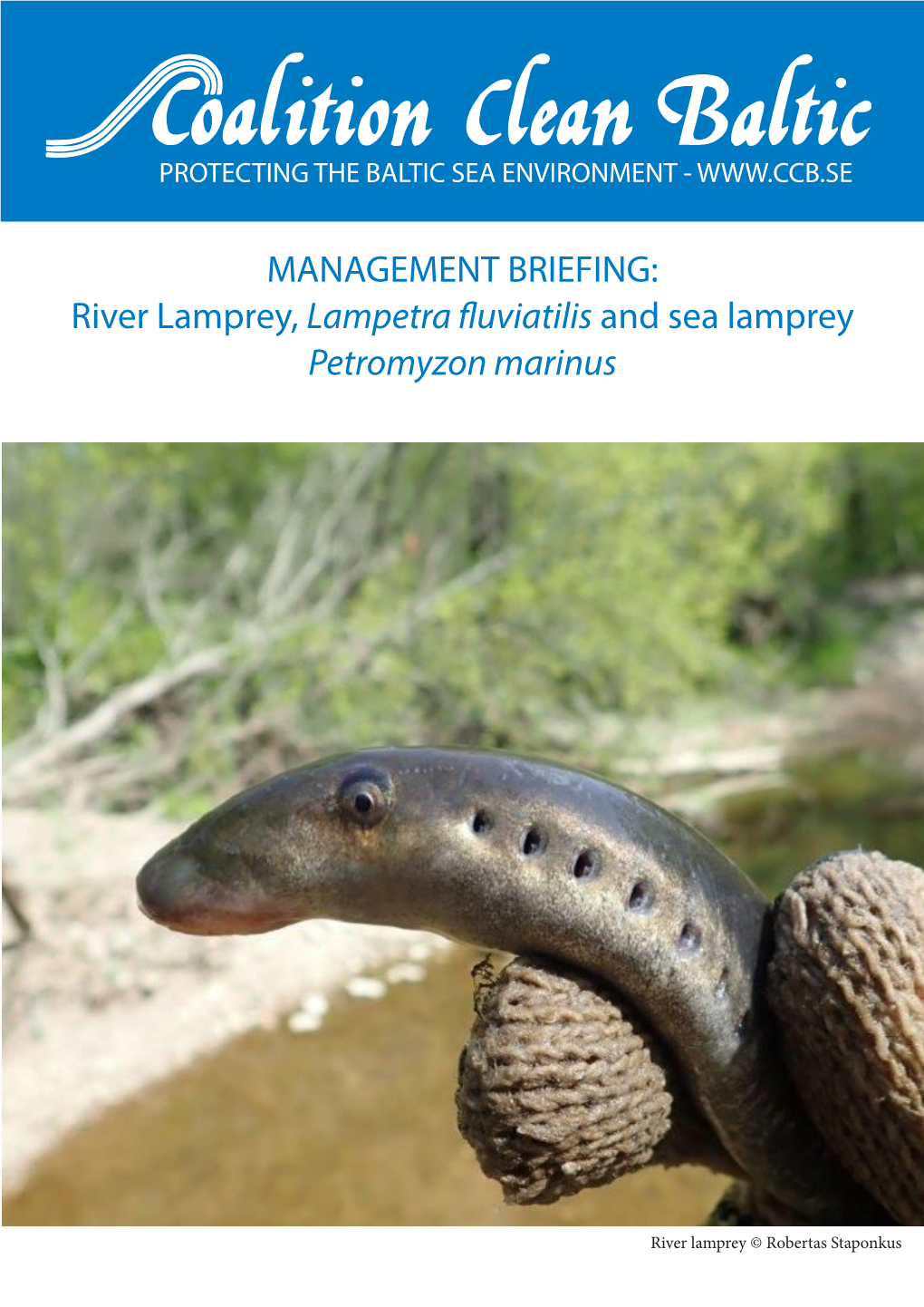 River Lamprey, Lampetra Fluviatilis and Sea Lamprey Petromyzon Marinus