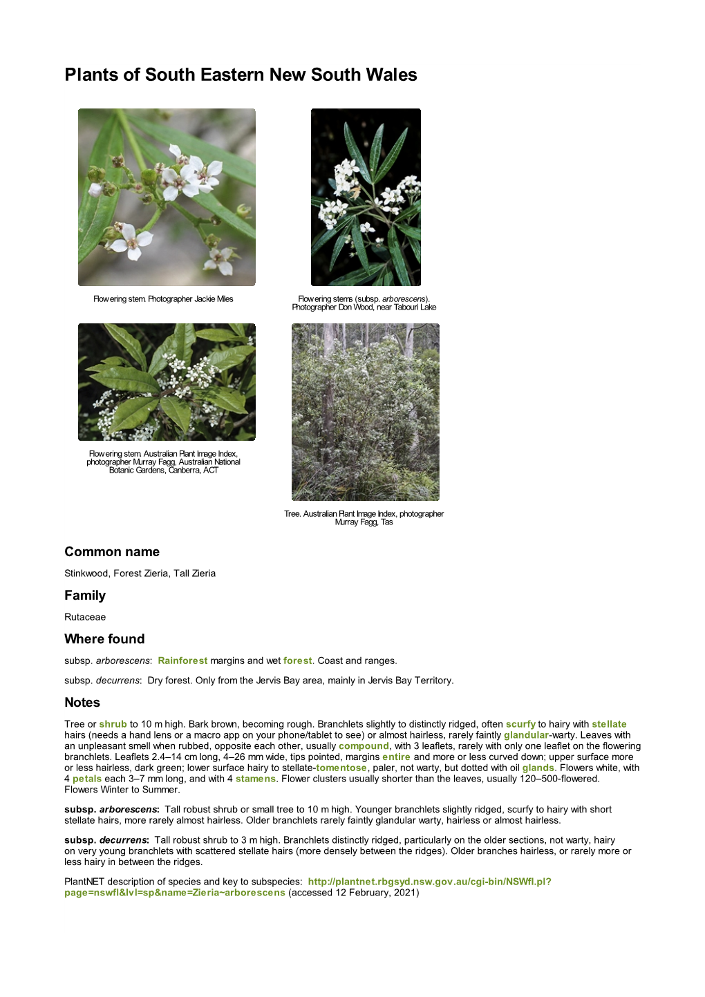 Zieria Arborescens