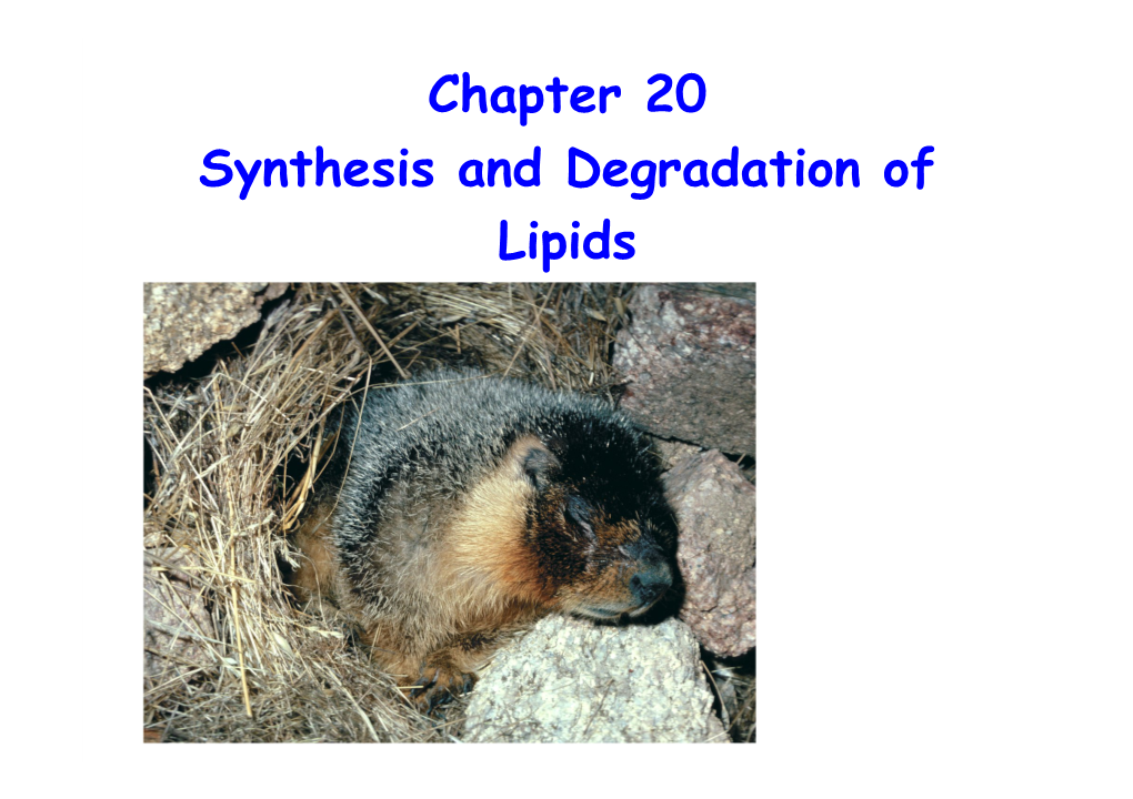 Chapter 20 Synthesis and Degradation of Lipids Chapter 20 Synthesis and Degradation of Lipids