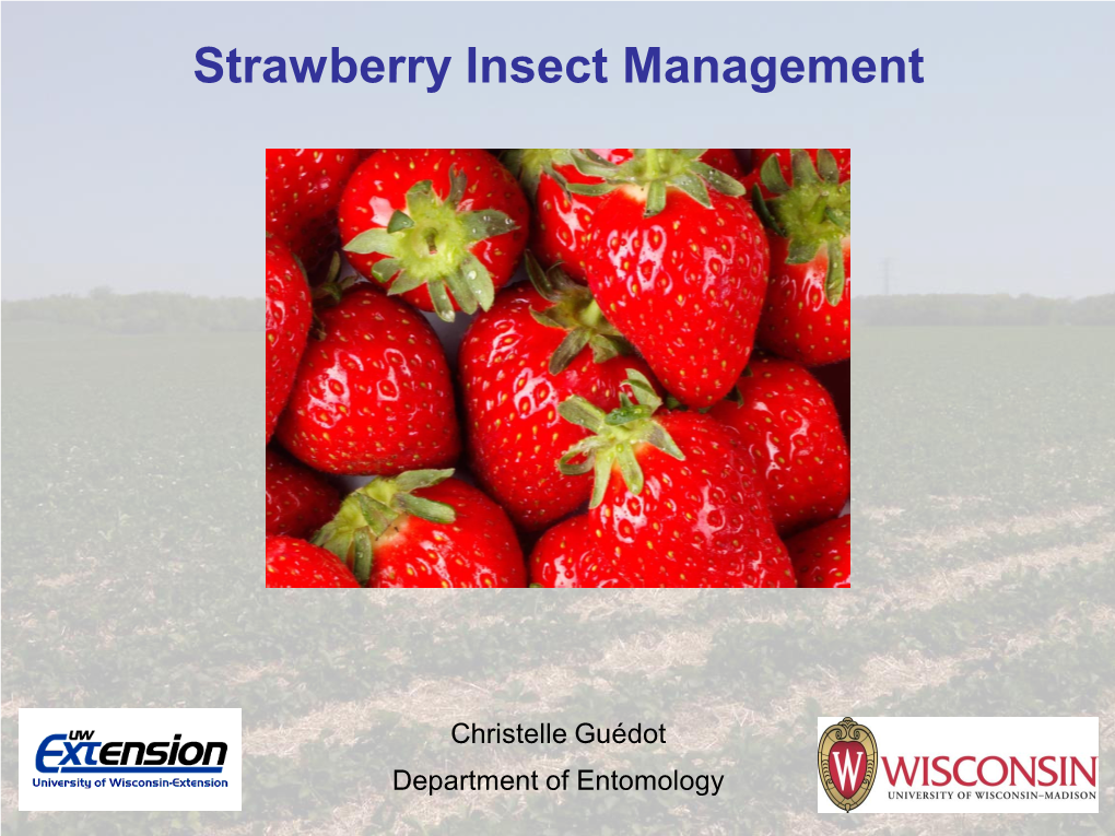 Strawberry Insect Management