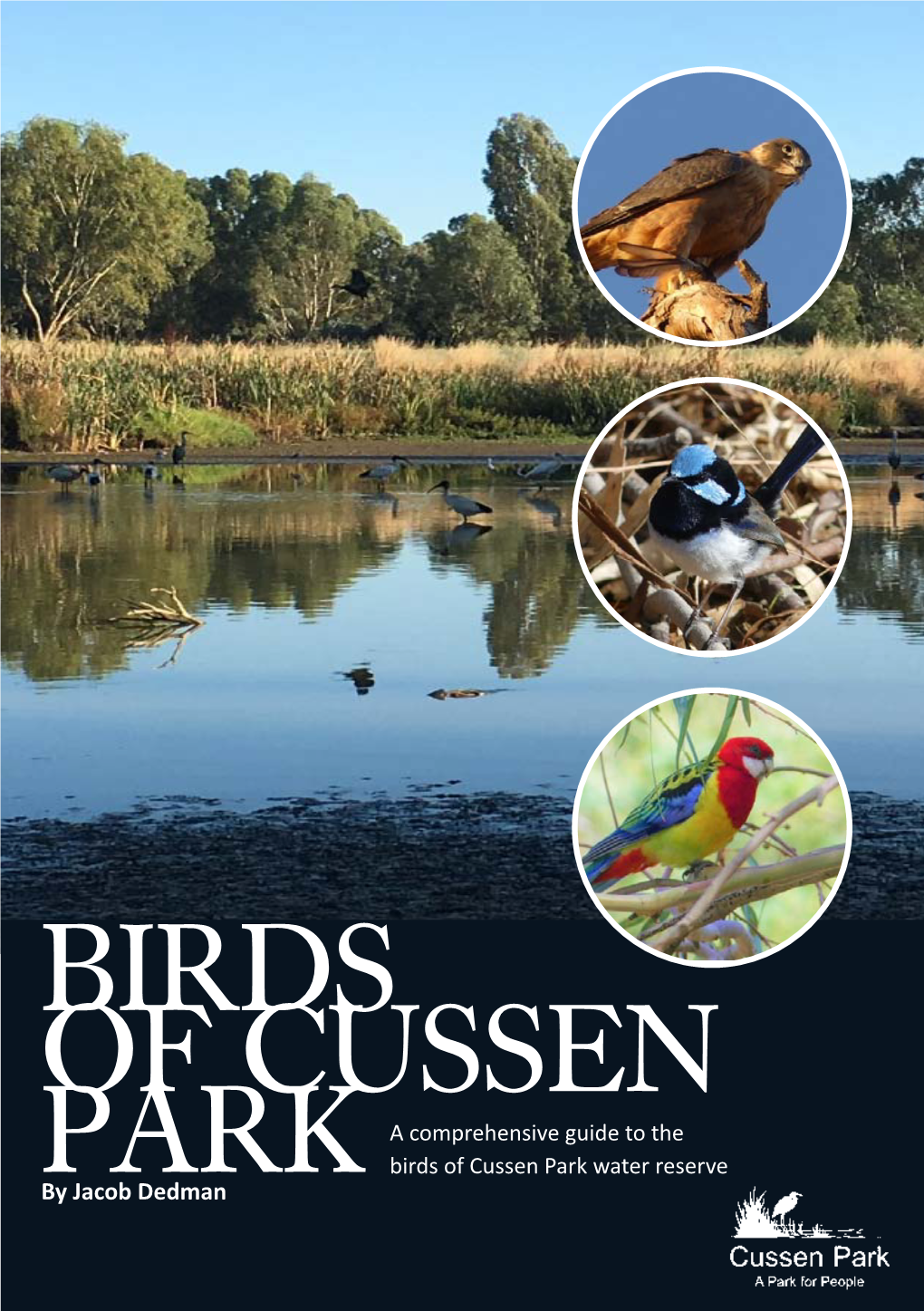 Birds of Cussen Park