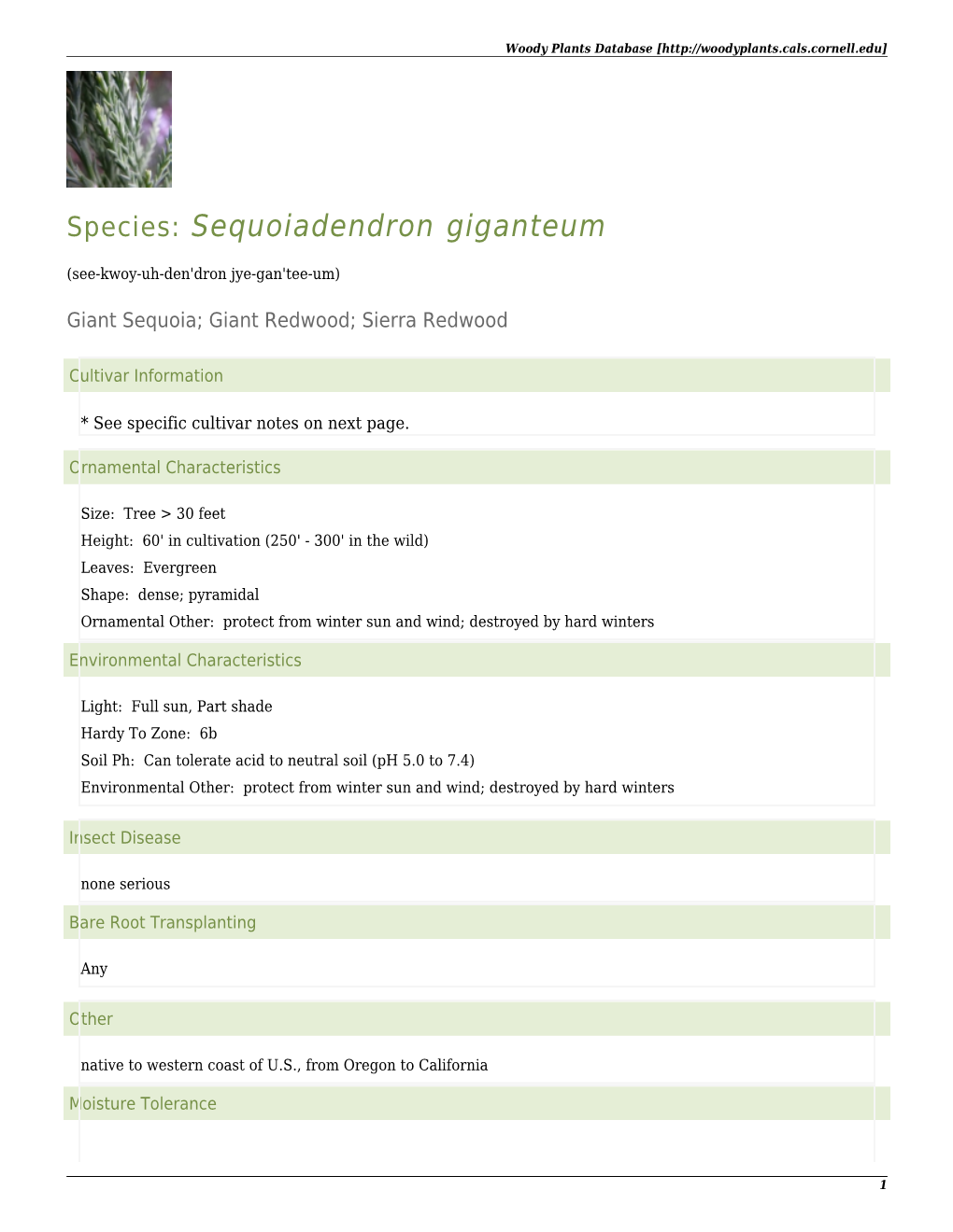 Species: Sequoiadendron Giganteum