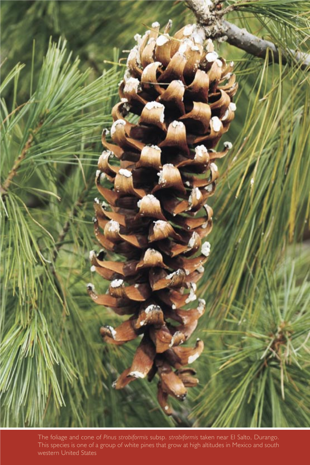 The Foliage and Cone of Pinus Strobiformis Subsp. Strobiformis Taken Near El Salto, Durango