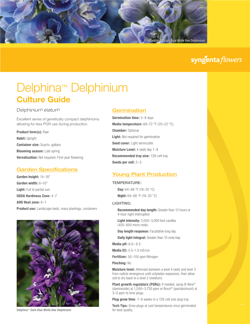 Delphina™ Delphinium Culture Guide Delphinium Elatum Germination