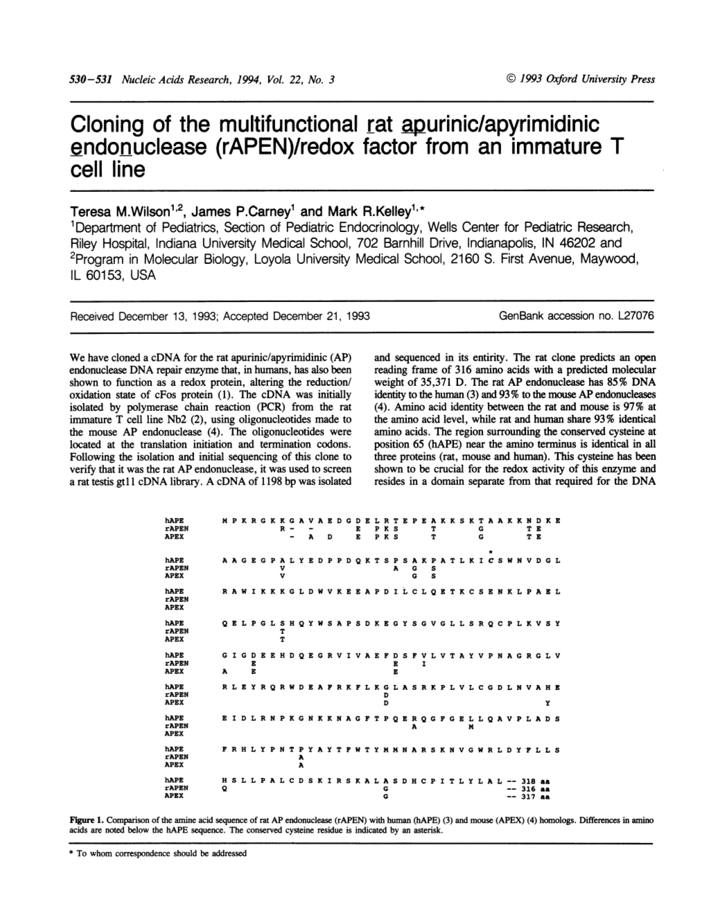 Endonuclease (Rapen)/Redox Factor from an Immature T Cell Line