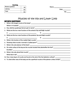 Muscles of the Hip and Lower Limb Review Questions 1