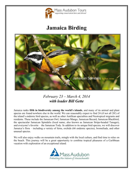 Jamaica Birding