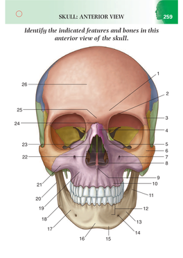 Of Frontal Bone) 4