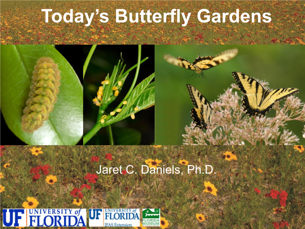 Today's Butterfly Gardens