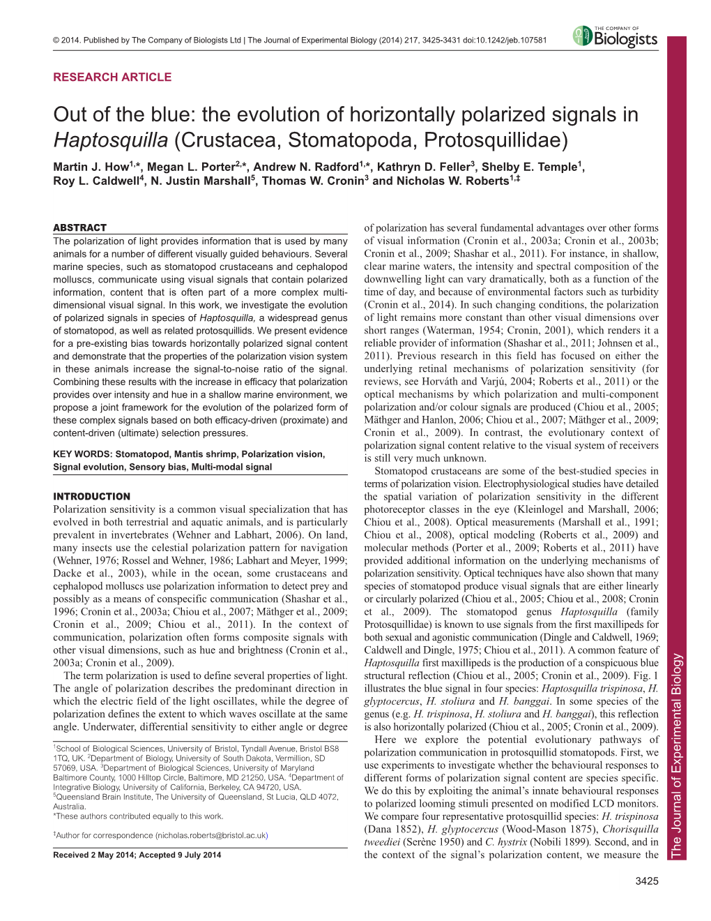 The Evolution of Horizontally Polarized Signals in Haptosquilla