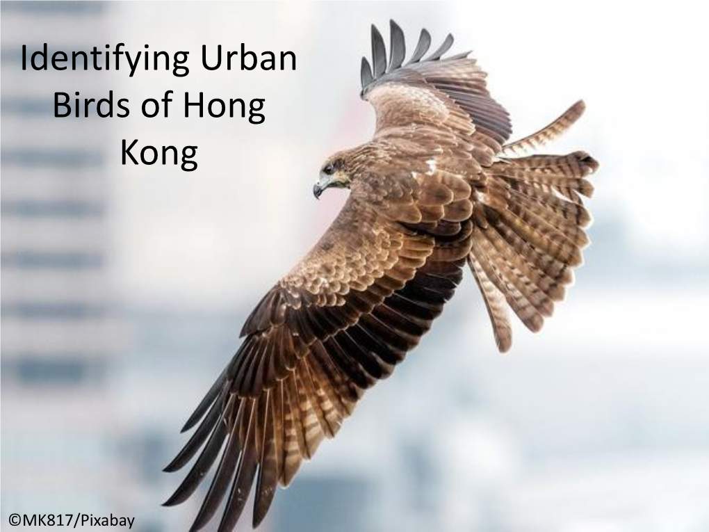 Identifying Urban Birds of Hong Kong