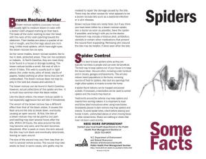 Brown Recluse Spider Spider Control